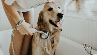 Dankzij deze 6 tips krijg je je hond met gemak in bad!