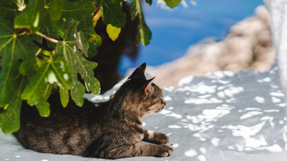 Deze vakantiebestemming moet op de bucketlist van elk kattenmens!
