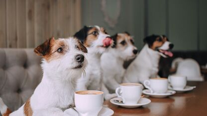 Is een puppuccino wel veilig voor je hond?