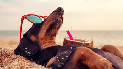 Zo maak je doggyproof ijsjes voor je hond