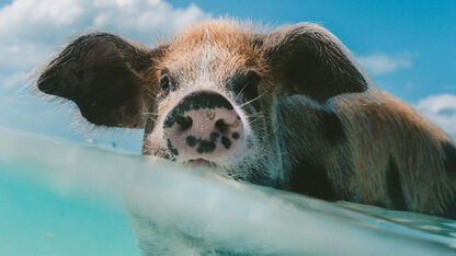 Schattig: op deze plek kun je zwemmende biggetjes spotten in de zee