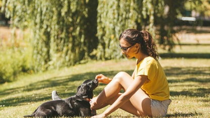 Op vakantie met je hond: tips voor een relaxte reis met je viervoeter