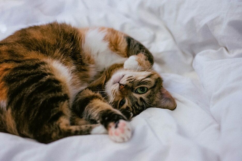 Aan deze signalen herken je of je kat pijn heeft