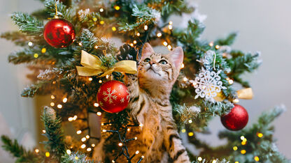 Een kerstboom en katten: zo voorkom je gebroken ballen