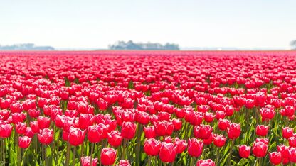Hier vind je de mooiste tulpenvelden van Nederland