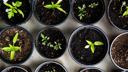 Geen tuin? Zo creëer je een eigen moestuin in huis