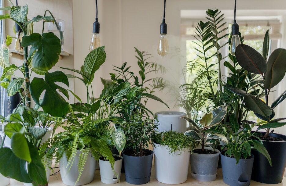 Je planten water geven met een waterbol? Dit moet je weten