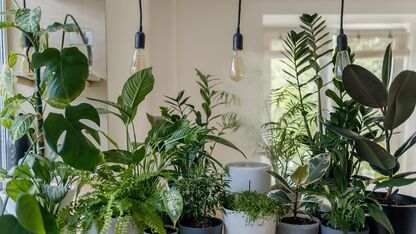 Je planten water geven met een waterbol? Dit moet je weten