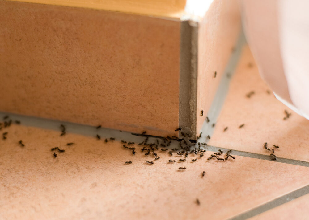 Dit is de makkelijkste lifehack ooit om mieren weg te jagen