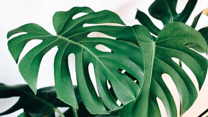 Planten shoppen? Zo zie je of een kamerplant gezond is