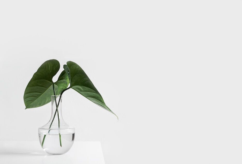 Deze kamerplanten kan je gemakkelijk in water later groeien