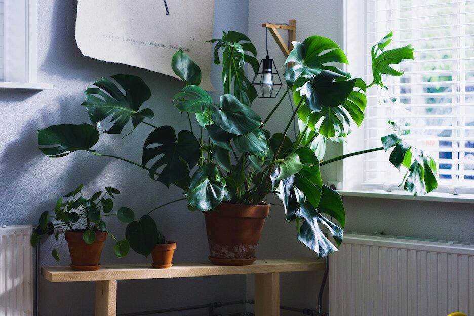 Je planten bier geven? Dit is waarom het goed voor ze is