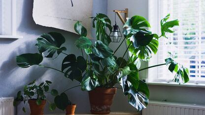 Je planten bier geven? Dit is waarom het goed voor ze is