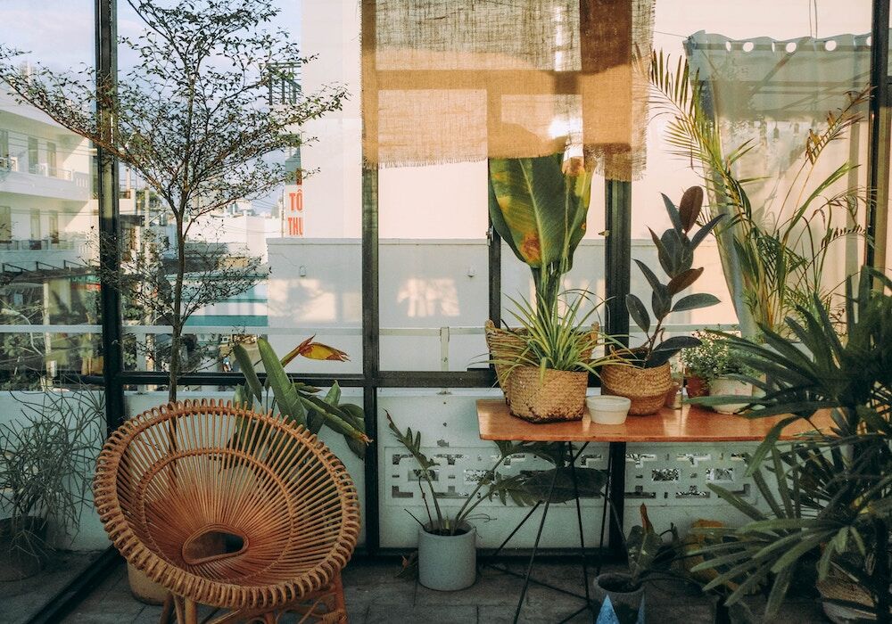 Met deze tips overleven je planten je vakantie