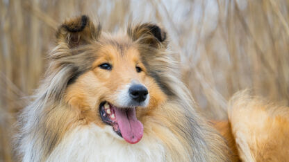 Wacht effe: Toco, de menselijke collie hond, wandelt voor het eerst buiten met baasje