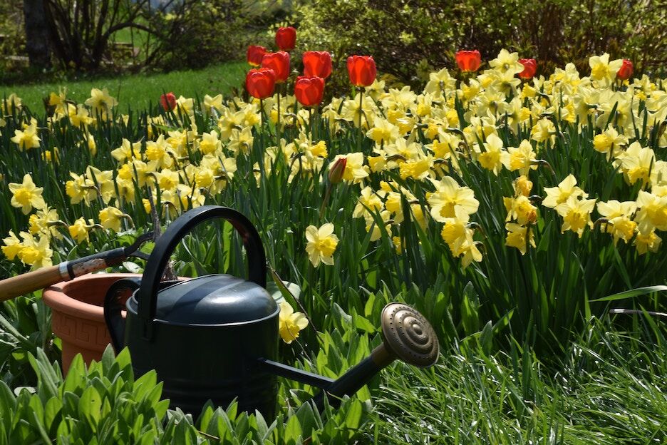 Kan het kwaad om je planten water te geven in de zon?