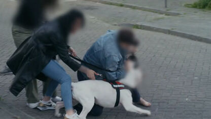 Kijkers verdrietig en in shock door doodgebeten hondje in Bureau Rotterdam: "afgrijselijke beelden"