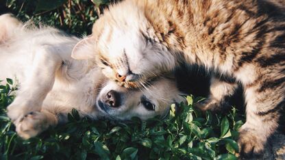 Waarom likken honden en katten je zo graag?