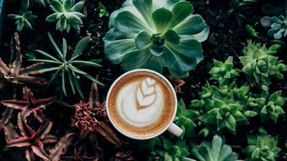 Feit of fabel: koffie is goed voor je planten