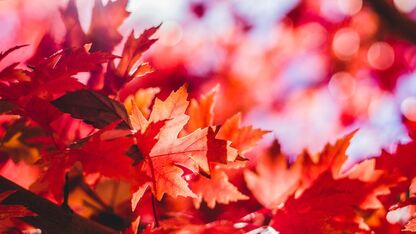 8 knutsel ideeën met herfstbladeren