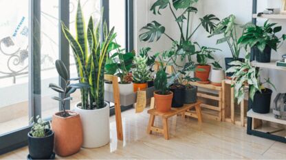 Hoe hou je je kamerplanten in leven tijdens de koude maanden?