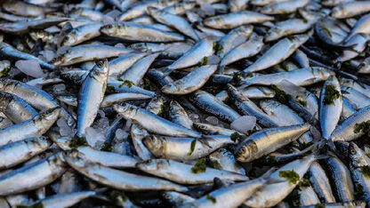 Huh? Duizenden dode vissen op mysterieuze wijze aangespoeld op eiland in Japan