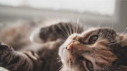 Dit zijn de 10 duurste kattenrassen ter wereld