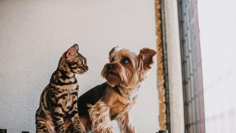 Katten of honden? Dit zegt het over jouw persoonlijkheid
