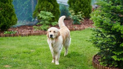 Tuin-tips voor iedereen zonder groene vingers (maar met smaak)