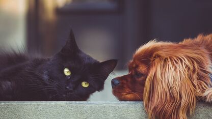 Een kat of hond? Ontdek de belangrijkste verschillen en welk maatje echt bij je past!