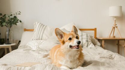Een echte dierenvriend? Dit is de verontrustende reden om je hond niet in je bed te laten slapen