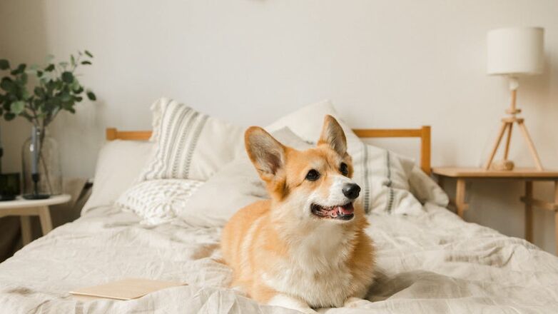 Een echte dierenvriend? Dit is de verontrustende reden om je hond niet in je bed te laten slapen
