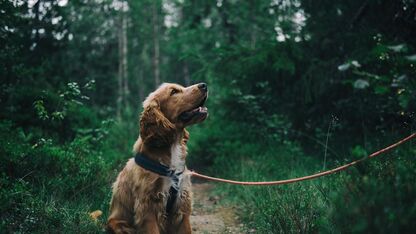 Woef! Dit zijn 5 signalen dat jouw hond méér van jou houdt dan van wie dan ook