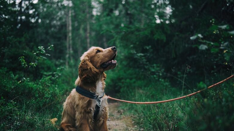 Woef! Dit zijn 5 signalen dat jouw hond méér van jou houdt dan van wie dan ook