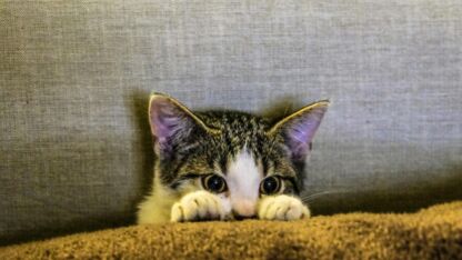 De meest herkenbare kattenkwaad- momenten van je huisdier