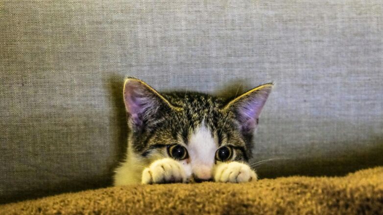 De meest herkenbare kattenkwaad- momenten van je huisdier