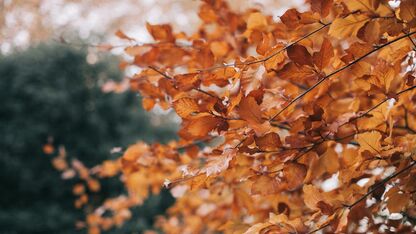 Bladeren, buren en balans: zo overleef je het herfstseizoen in de straat