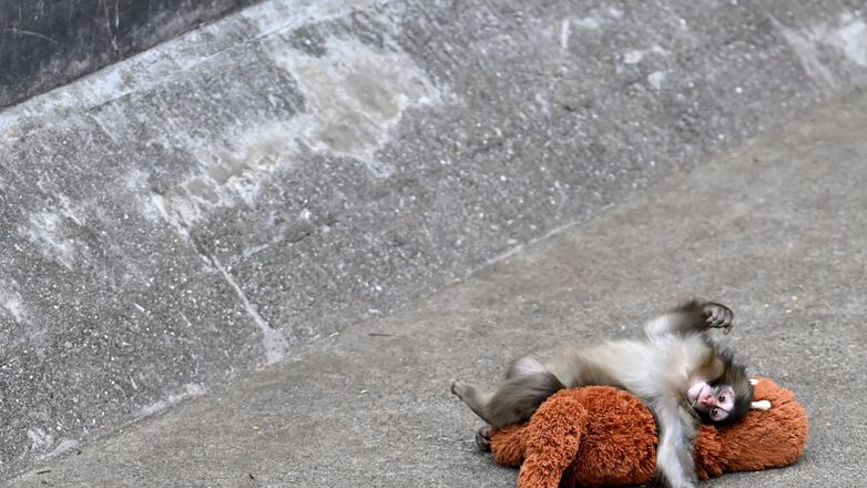 Monkey business: Wie is internet sensatie Punch het aapje?