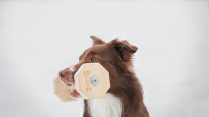 Fit worden met je viervoeter: sporten met je hond doe je zo