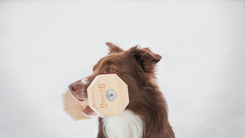 Fit worden met je viervoeter: sporten met je hond doe je zo