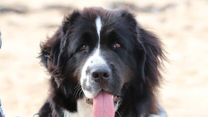 Precious puppy! Hond Chewy plant bloemetjes en red levens