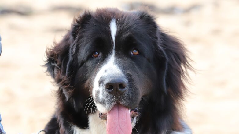 Precious puppy! Hond Chewy plant bloemetjes en red levens