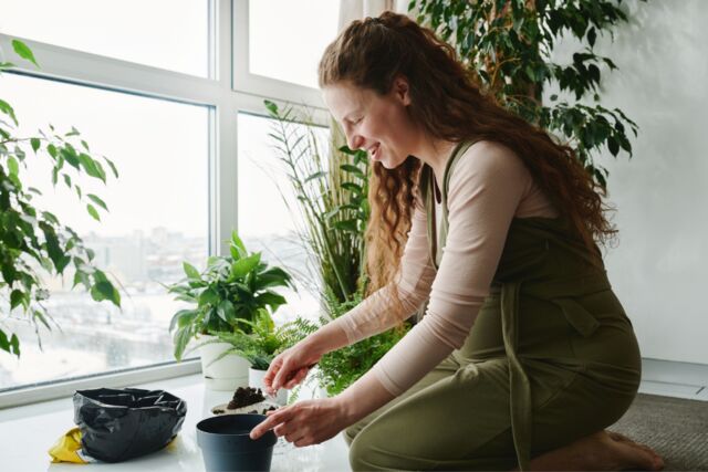beplanten